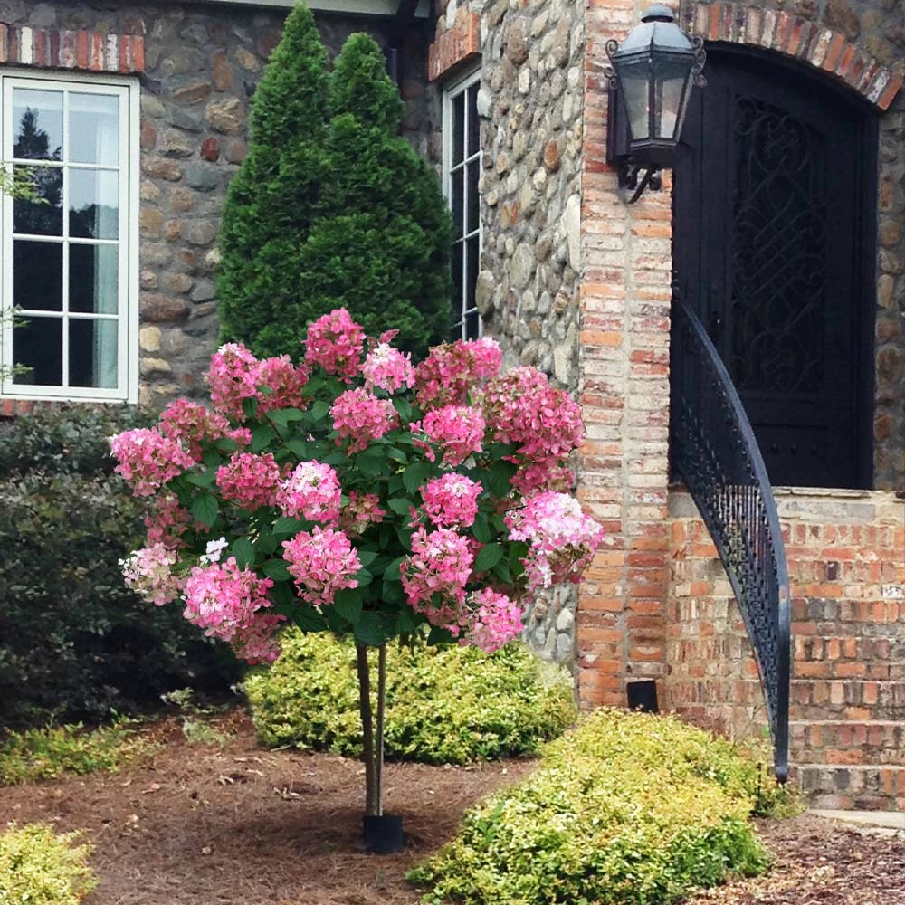 Fast Growing Trees Fire Light® Hydrangea Tree White Flowers 4 Fast Growing Trees Fire Light® Hydrangea Tree White Flowers