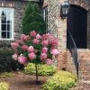 Fast Growing Trees Fire Light® Hydrangea Tree White Flowers