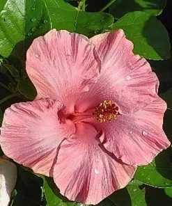 Fast Growing Trees First Lady™ Hollywood Hibiscus