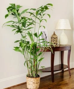 Fast Growing Trees Fishtail Palm Tree