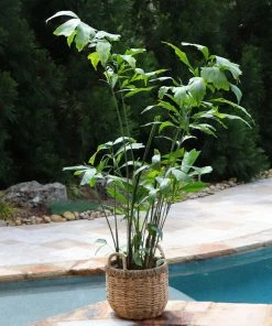 Fast Growing Trees Fishtail Palm Tree