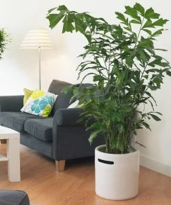 Fast Growing Trees Fishtail Palm Tree