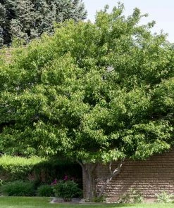 Fast Growing Trees Maple Trees Flame Amur Maple