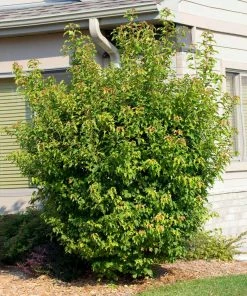 Fast Growing Trees Maple Trees Flame Amur Maple