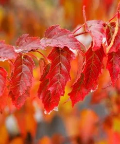 Fast Growing Trees Maple Trees Flame Amur Maple