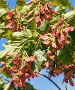 Fast Growing Trees Maple Trees Flame Amur Maple