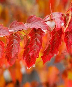 Fast Growing Trees Maple Trees Flame Amur Maple