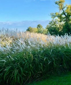 Fast Growing Trees Ornamental Grasses Flame Grass 9 Fast Growing Trees Ornamental Grasses Flame Grass