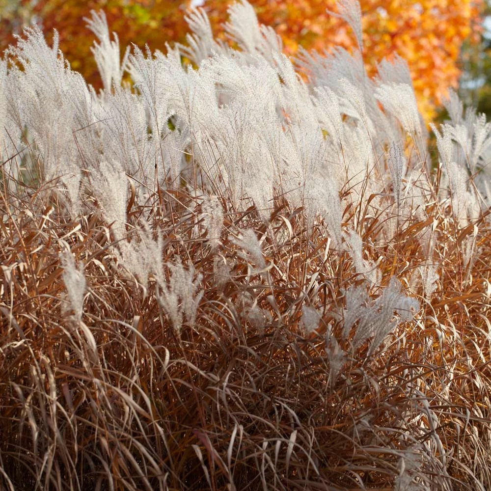 Fast Growing Trees Ornamental Grasses Flame Grass 4 Fast Growing Trees Ornamental Grasses Flame Grass