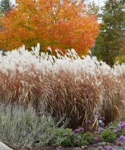 Fast Growing Trees Ornamental Grasses Flame Grass 11 Fast Growing Trees Ornamental Grasses Flame Grass