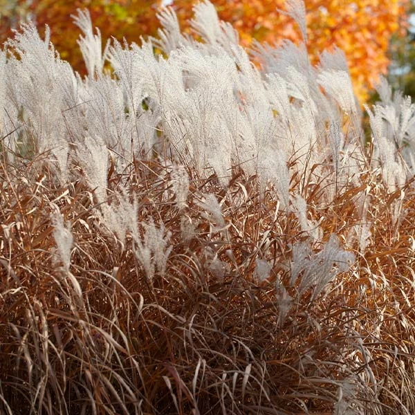 Fast Growing Trees Ornamental Grasses Flame Grass 3 Fast Growing Trees Ornamental Grasses Flame Grass