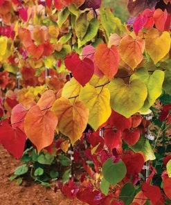 Fast Growing Trees Flame Thrower® Redbud Tree