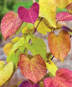 Fast Growing Trees Flame Thrower® Redbud Tree