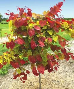 Fast Growing Trees Flame Thrower® Redbud Tree