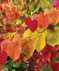 Fast Growing Trees Flame Thrower® Redbud Tree