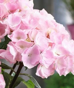 Fast Growing Trees Hydrangea Shrubs Flamingo Hydrangea 7 Fast Growing Trees Hydrangea Shrubs Flamingo Hydrangea