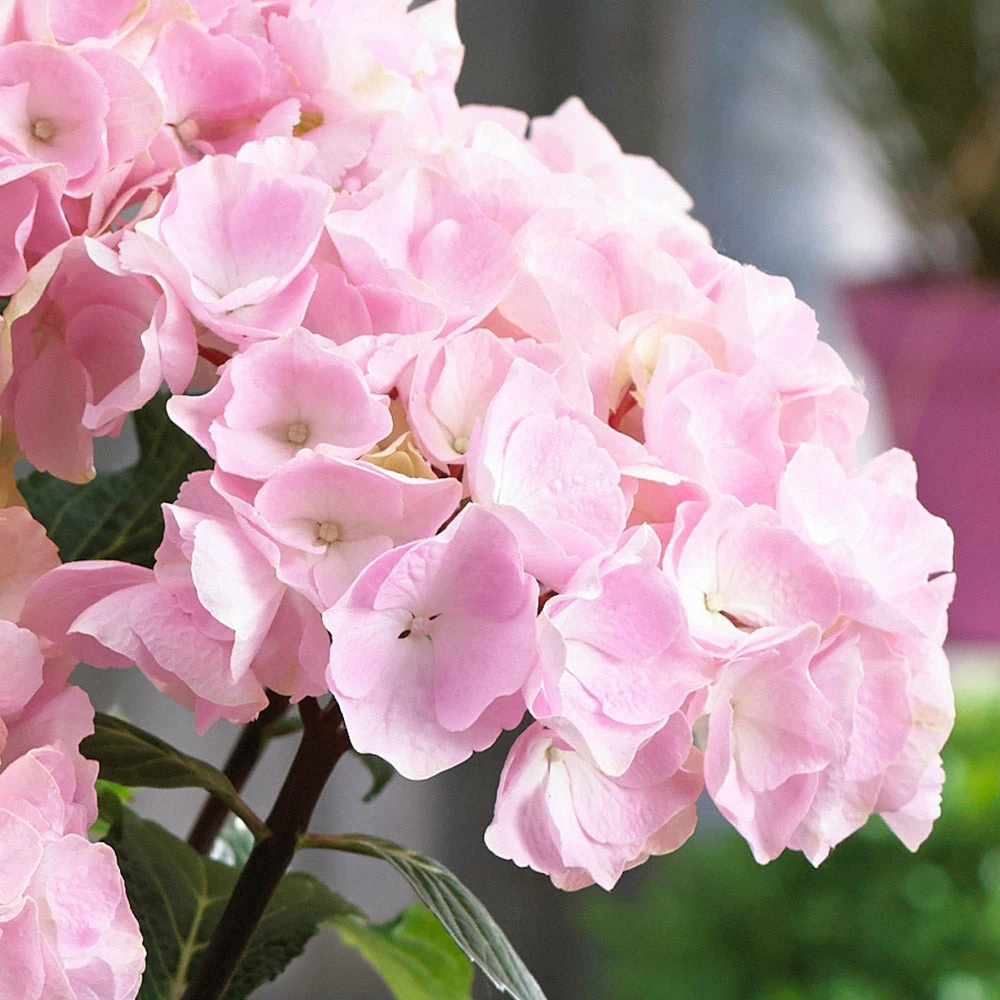 Fast Growing Trees Hydrangea Shrubs Flamingo Hydrangea 5 Fast Growing Trees Hydrangea Shrubs Flamingo Hydrangea