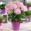 Fast Growing Trees Hydrangea Shrubs Flamingo Hydrangea 2 Fast Growing Trees Hydrangea Shrubs Flamingo Hydrangea