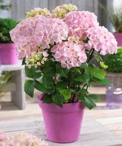 Fast Growing Trees Hydrangea Shrubs Flamingo Hydrangea