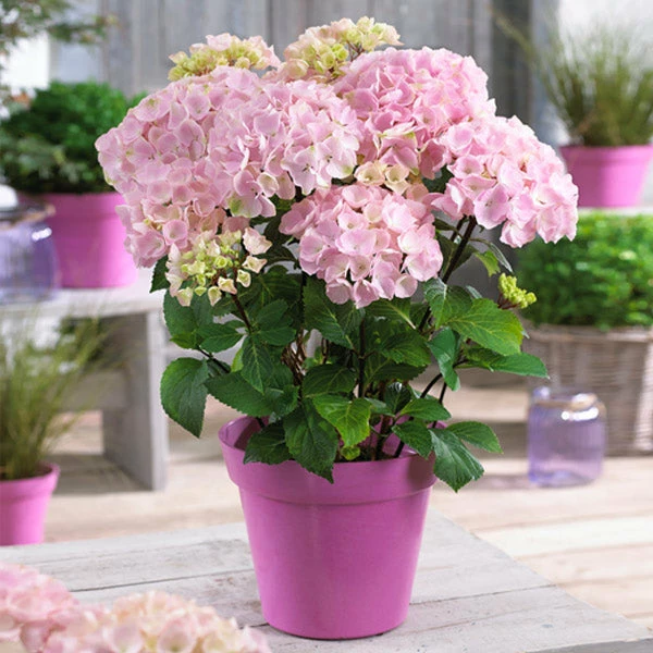 Fast Growing Trees Hydrangea Shrubs Flamingo Hydrangea 3 Fast Growing Trees Hydrangea Shrubs Flamingo Hydrangea