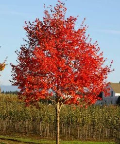 Fast Growing Trees Maple Trees Flashfire Maple Tree