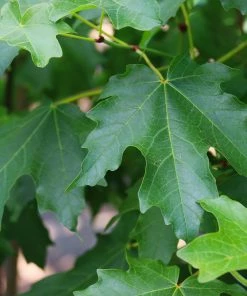 Fast Growing Trees Maple Trees Flashfire Maple Tree