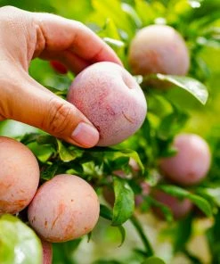 Fast Growing Trees Flavor King® Pluot Tree Plum Trees