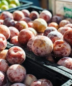 Fast Growing Trees Flavor King® Pluot Tree Plum Trees