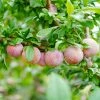 Fast Growing Trees Flavor King® Pluot Tree Plum Trees
