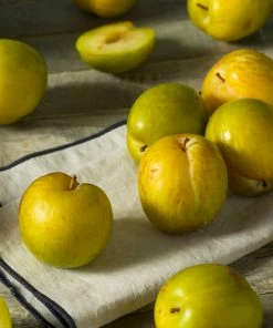 Fast Growing Trees Plum Trees Flavor Queen Pluot®