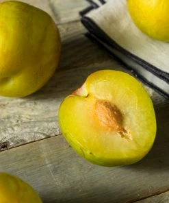 Fast Growing Trees Plum Trees Flavor Queen Pluot®