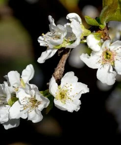 Fast Growing Trees Plum Trees Flavor Queen Pluot®