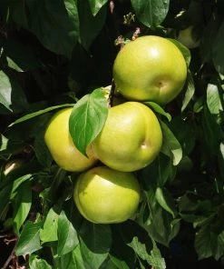 Fast Growing Trees Plum Trees Flavor Queen Pluot®