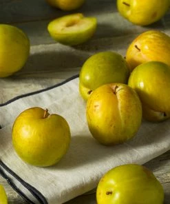 Fast Growing Trees Plum Trees Flavor Queen Pluot®