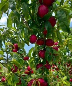 Fast Growing Trees Flavortop Nectarine Tree See All Fruit Trees
