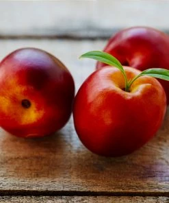 Fast Growing Trees Flavortop Nectarine Tree See All Fruit Trees