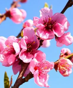 Fast Growing Trees Flavortop Nectarine Tree See All Fruit Trees