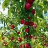 Fast Growing Trees Flavortop Nectarine Tree See All Fruit Trees