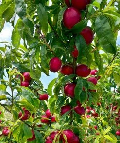 Fast Growing Trees Flavortop Nectarine Tree See All Fruit Trees