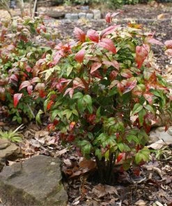 Fast Growing Trees Flirt™ Nandina Shrub