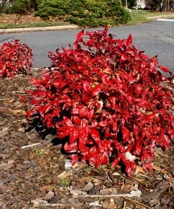 Fast Growing Trees Flirt™ Nandina Shrub