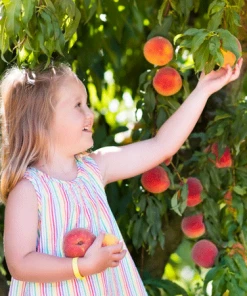 Fast Growing Trees Florida King Peach Tree See All Fruit Trees