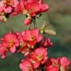 Fast Growing Trees Flowering Quince See All Shrubs & Hedges