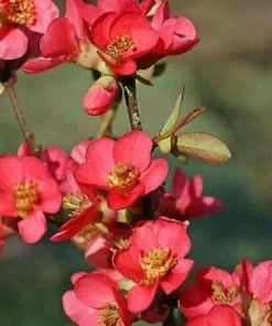 Fast Growing Trees Flowering Quince See All Shrubs & Hedges