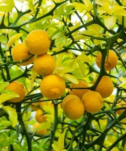 Fast Growing Trees Citrus Trees Hardy Orange Tree 'Flying Dragon'