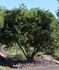 Fast Growing Trees Citrus Trees Hardy Orange Tree 'Flying Dragon'