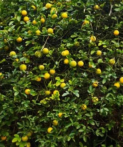 Fast Growing Trees Citrus Trees Hardy Orange Tree 'Flying Dragon'