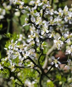 Fast Growing Trees Citrus Trees Hardy Orange Tree 'Flying Dragon'