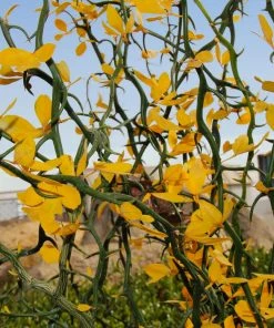 Fast Growing Trees Citrus Trees Hardy Orange Tree 'Flying Dragon'