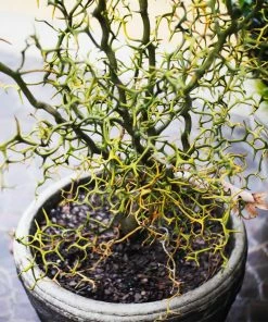 Fast Growing Trees Citrus Trees Hardy Orange Tree 'Flying Dragon'